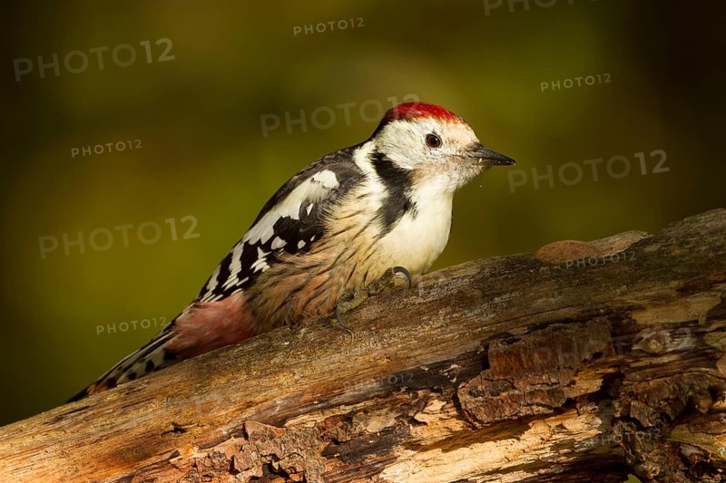 Middle spotted woodpecker (Dendrocopos medius)