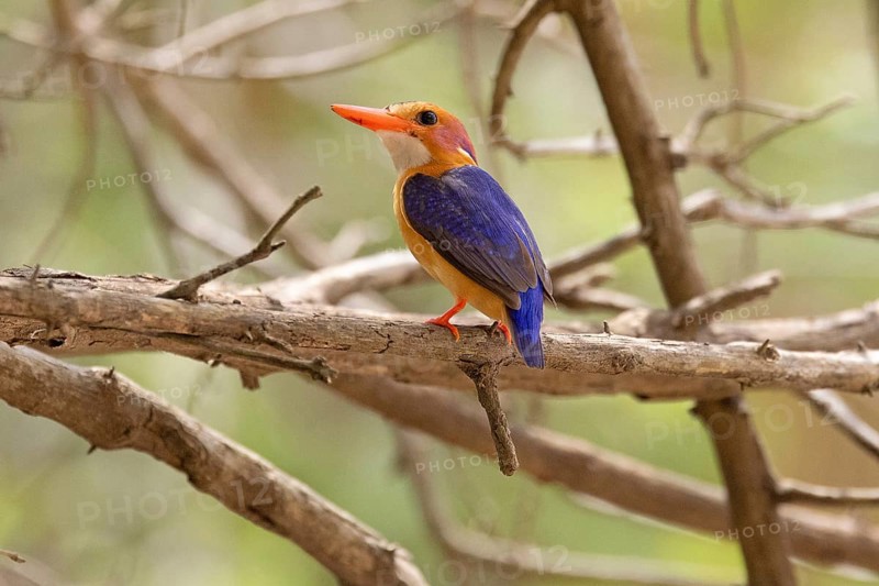Pygmy Kingfisher (Ispidina picta)