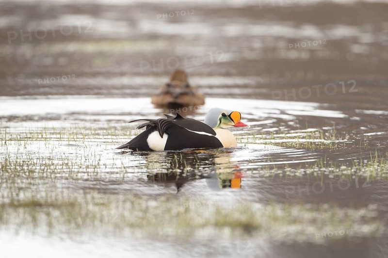 The osprey duck (somateria spectabilis)