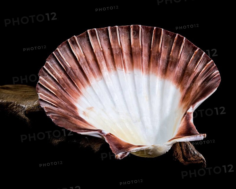 Close-up of a red and white Pecten jacobaeus scallop shell from the Pectinidae family, showcasing its ribbed texture and gradient pattern against a black background, Odessa, Ukraine, Europe