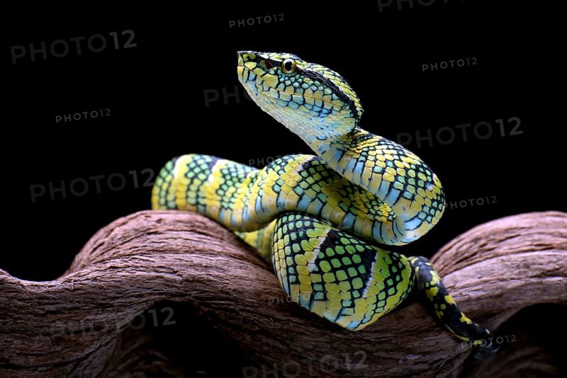 Temple pit viper in a tree branch