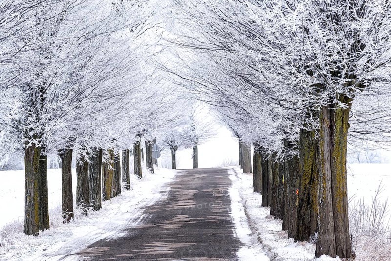 Snow-covered avenue in Masuria in eastern Poland in winter