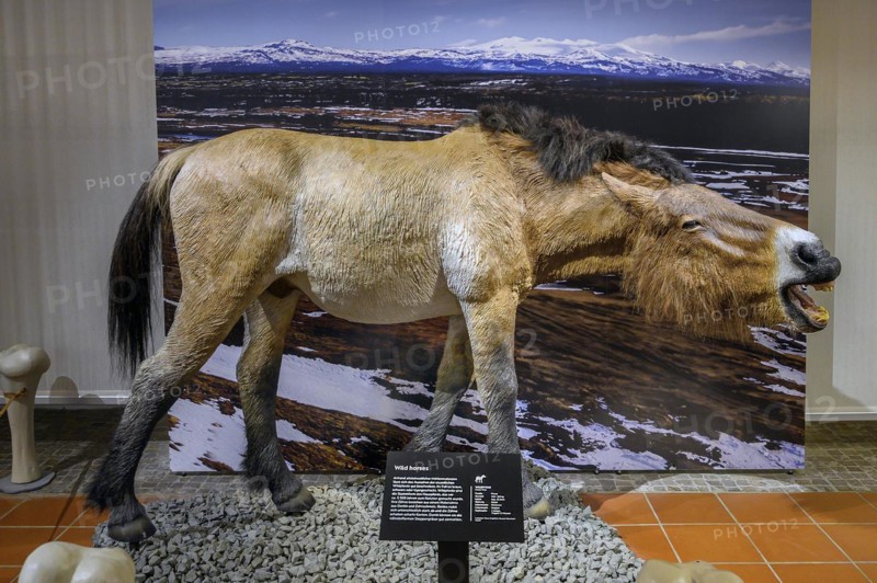 Ice Age Wild Horse, Exhibition Ice Age Safari Allgäu in the Marstall, Kempten, Allgäu. Bavaria, Germany, Europe