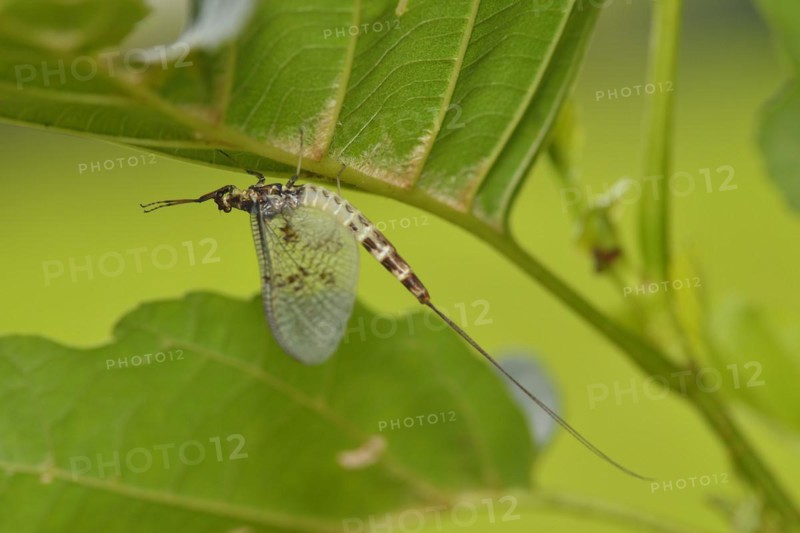 A male Green Drake hangs on a leaf