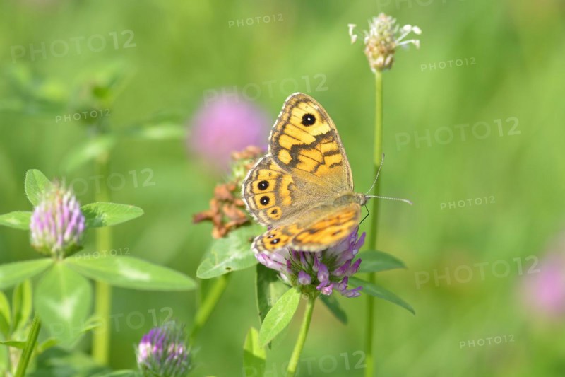 Lasiommata megera, wall brown on red clover. Wall Brown on a flower