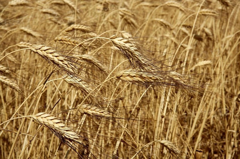 Agriculture wheat golden dried fiels crop texture background