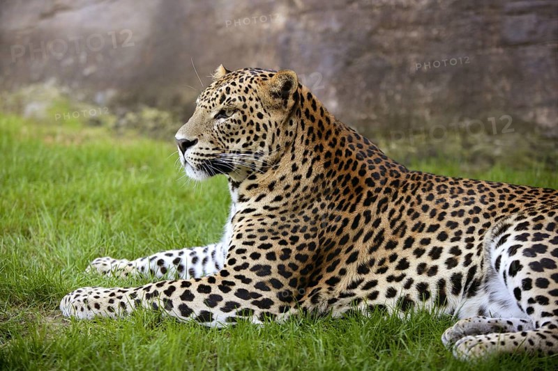 African leopard on resting over green grass