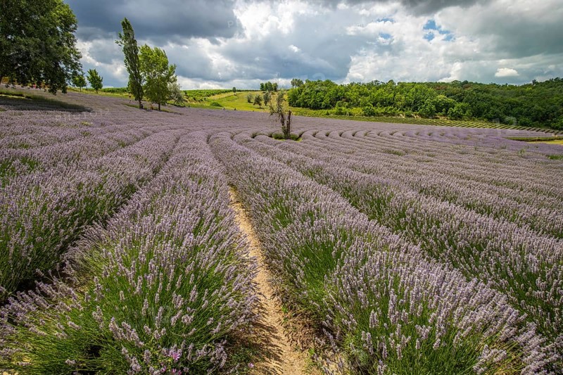 Beautiful summer evening in a lavender field. Large blue lavender bushes blooming in a cultivation area. Landscape shot under a cloudy sky at Lake Balaton, Hungary, Europe