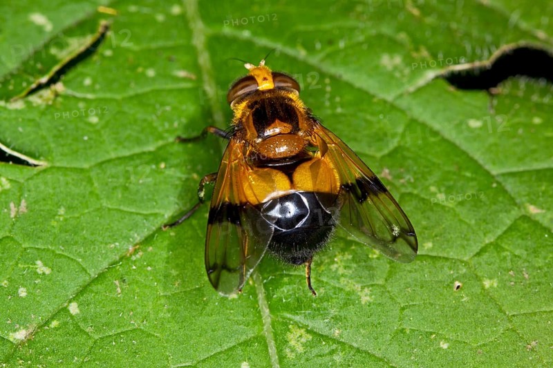 Cistogaster globosa, Caterpillar Fly, Tachinid Fly