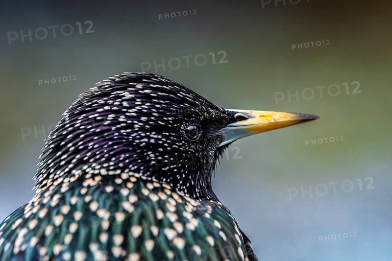 Starling (Sturnus vulgaris) in spring plumage, close-up, Hochrhein, Baden-Württemberg, Germany, Europe