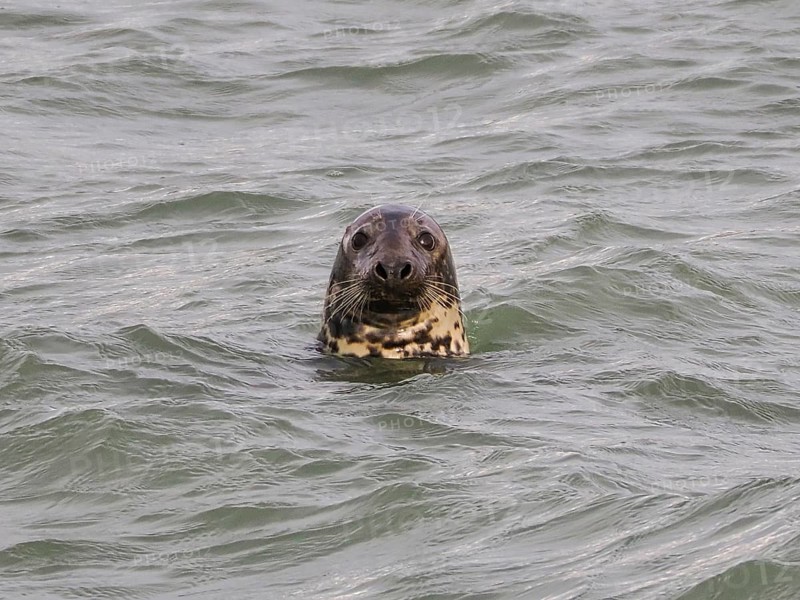 Harbour seal (Phoca vitulina) at the Dutch North Sea, Brouwersdam, province of South Holland, Netherlands