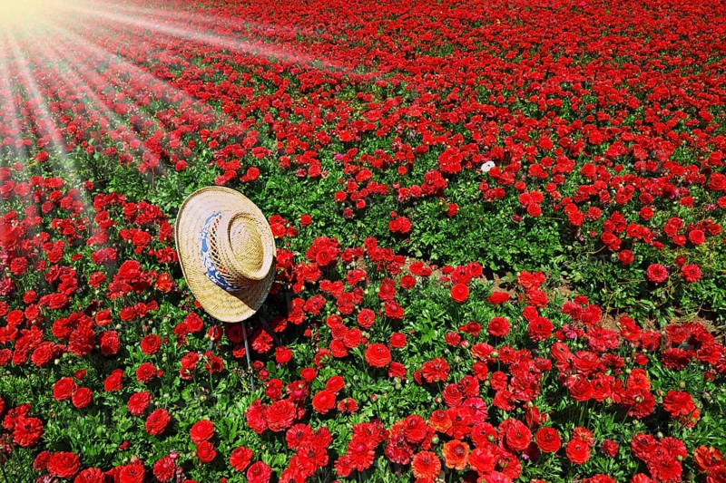 Elegant straw hat with a white and blue ribbon on the field of red flowers