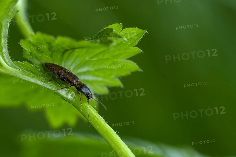 Variegated click beetle (Dalopius marginatus)