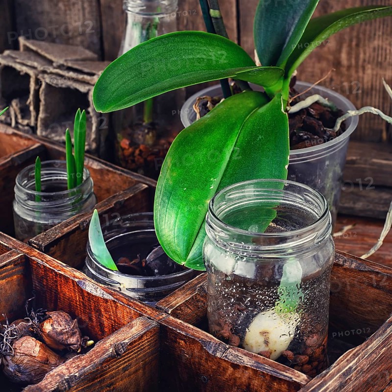 Bulbs and plant shoots and spring flowers in wooden box