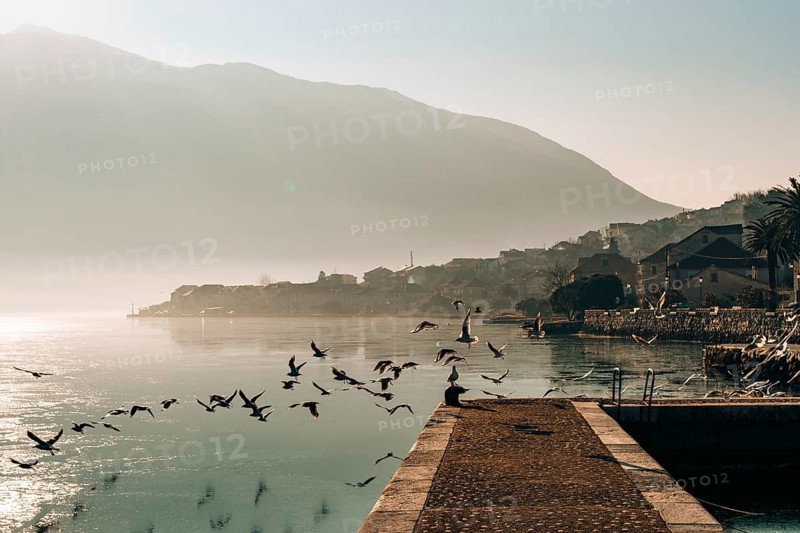 Seagull flying in the sky over the water