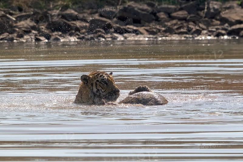 Tiger (Panthera tigris), Bengal tiger or Indian tiger, big cat (Pantherinae), carnivore (Carnivora), critically endangered, playing with killed wild boar (Sus scrofa) in the water, Satpura National Park, Tiger Reserve, Madhya Pradesh, Pachmarhi Biosphere Reserve, India, Asia