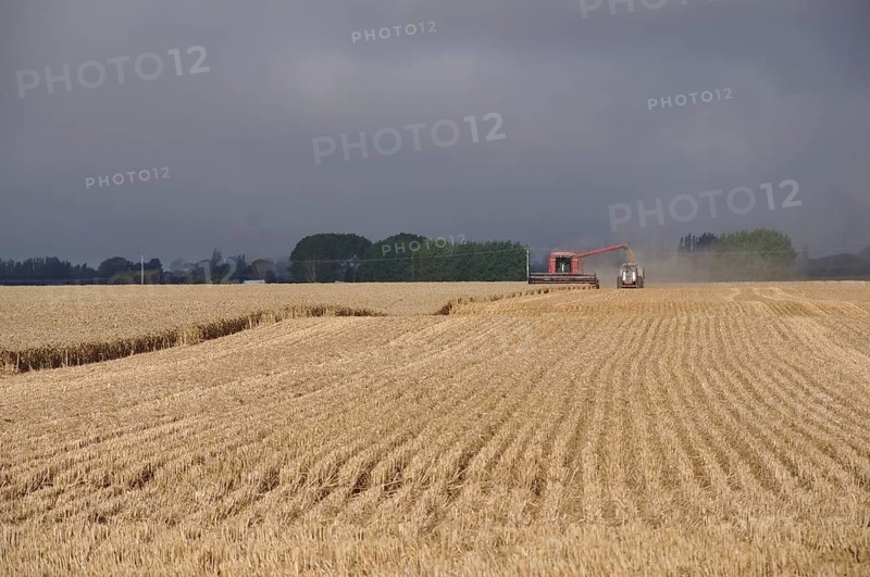Farmers harvest a crop of wheat, South Canterbury, New Zealand, Oceania