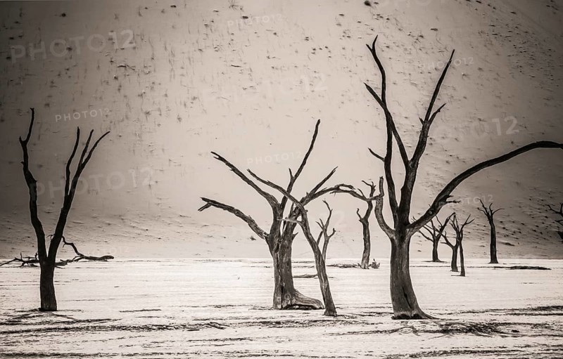 Dead Camelthorn trees stand, without decaying in Deadvlei in the Namib Desert
