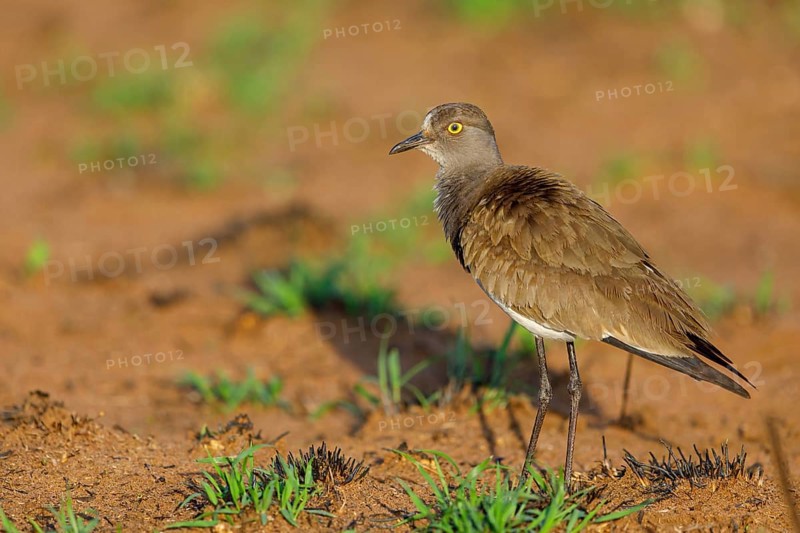 Lapwing (Vanellus lugubris), animals, birds, biotope, habitat, foraging, wader, plover family, Mkuze Game Reserve, Mkuze, KwaZulu-Natal, S¸dafrica