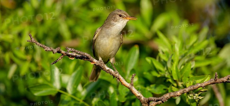 Olive warbler, (Hippolais olivetorum), animal, animals, bird, birds, biotope, habitat, perch, branch, twig, foraging, songbird, reed warbler family Lesvos, Greece, Europe