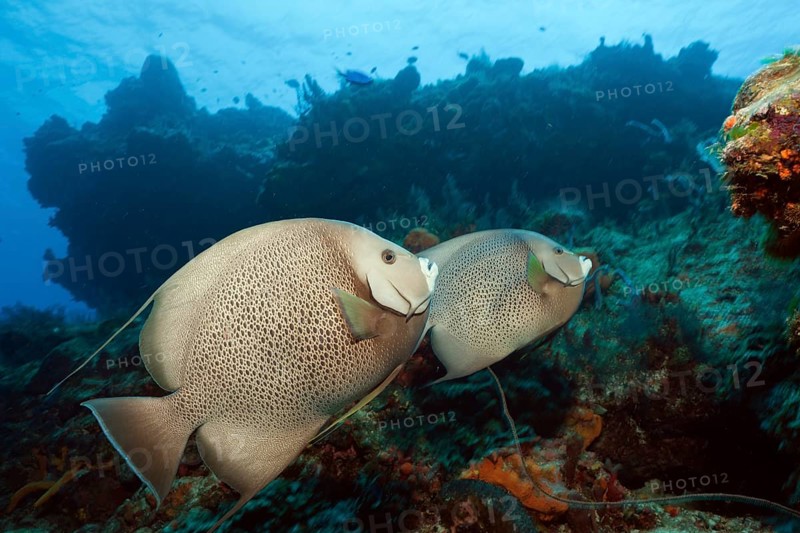Gray angelfish, Pomacanthus arcuatus, Cozumel, Caribbean, Mexico, Central America