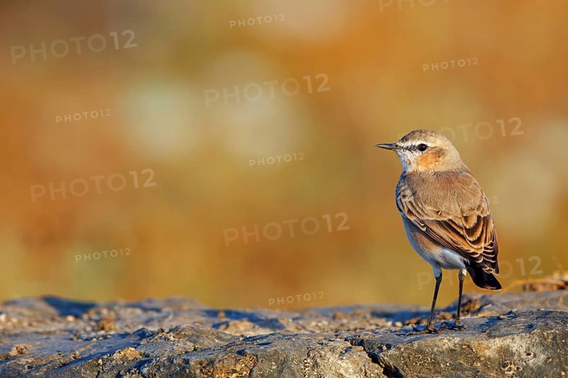 Isabelline Wheatear, (Oenanthe isabellina), biotope, habitat, foraging, animals, birds, songbird, flycatcher family Salalah, Al Mughsyal, Muscat, Oman, Asia
