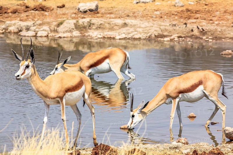 Three springboks gazelles at pool in Namibian savannah of Etosha National Park, dry season in Namibia
