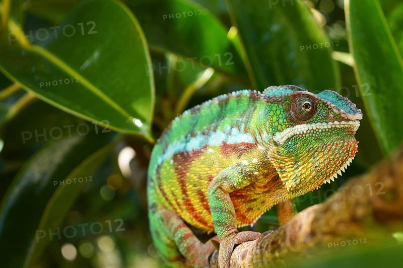 Panther chameleon