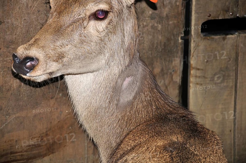 Red deer hind with lump on shaved part of neck as a reaction to tuberculosis test, Westland, New Zealand, Oceania