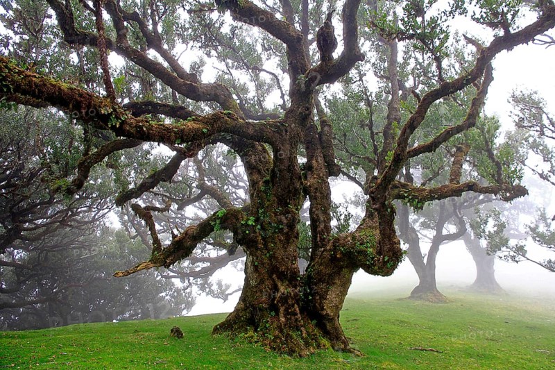 Laurel forest (Laurisilva) Unesco World Heritage Site, nature reserve, fog, evergreen, village of Fanal 1236 m, Posto Florestal da Fanal, Madeira