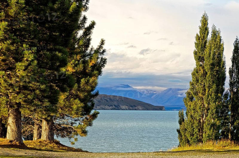 Pine trees on the shore of Lake Tekapo on the South Island of New Zealand