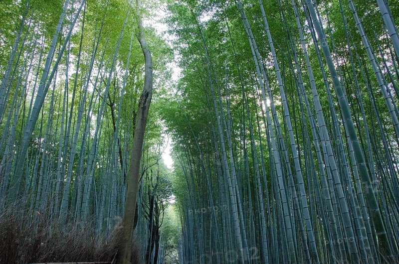 Background of green japanese bamboo stems in a forest seen from the side, Kyoto, Japan, Asia