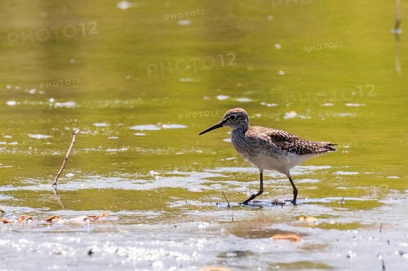 Sandpiper, Wood sandpiper in Shallow Water (Tringa glareola) Wader Bird Sandpiper