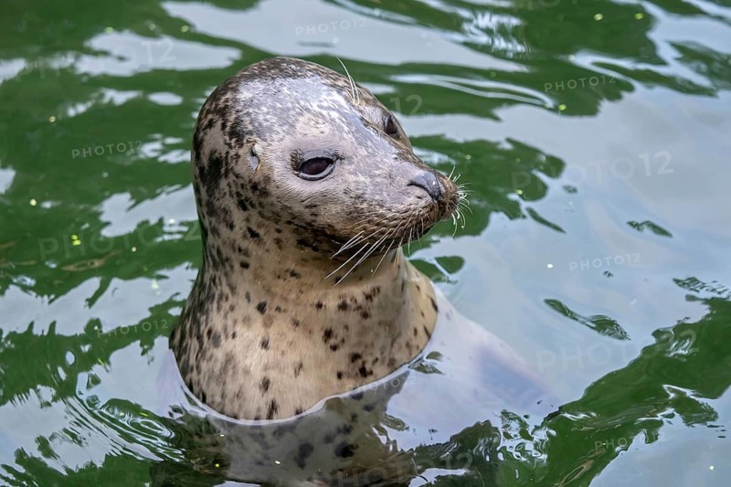 Harbor Seal (Phoca vitulina) with his head above green water