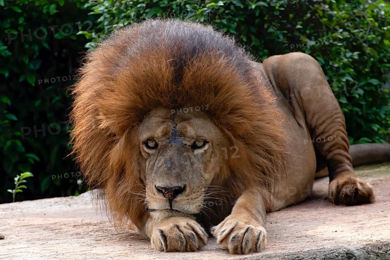 Close up photo of a african lion
