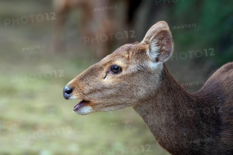 Close up photos of female sambar deer