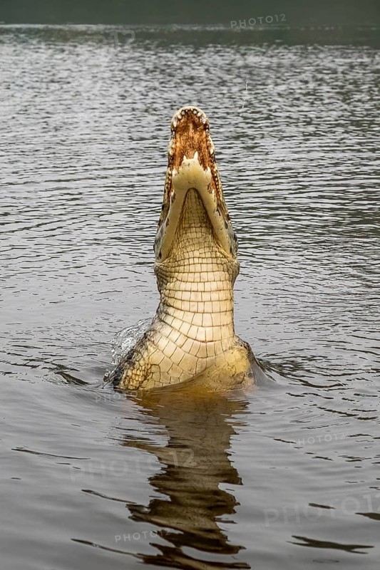 Spectacled caiman (Caiman crocodilus yacara), Crocodile (Alligatoridae), crocodile (Crocodylia), jumps out of the water, belly side visible, Pantanal, inland, wetland, UNESCO Biosphere Reserve, World Heritage Site, wetland biotope, Mato Grosso, Brazil, South America