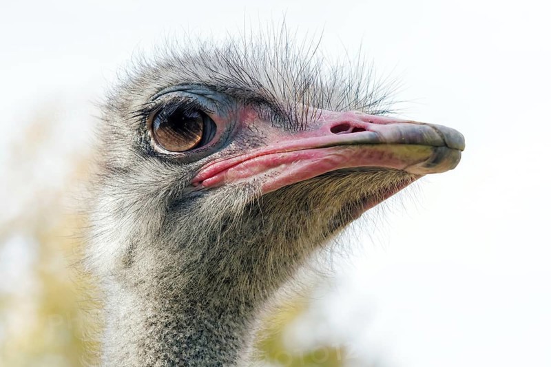 Ostrich Close up portrait, Close up ostrich head (Struthio camelus)