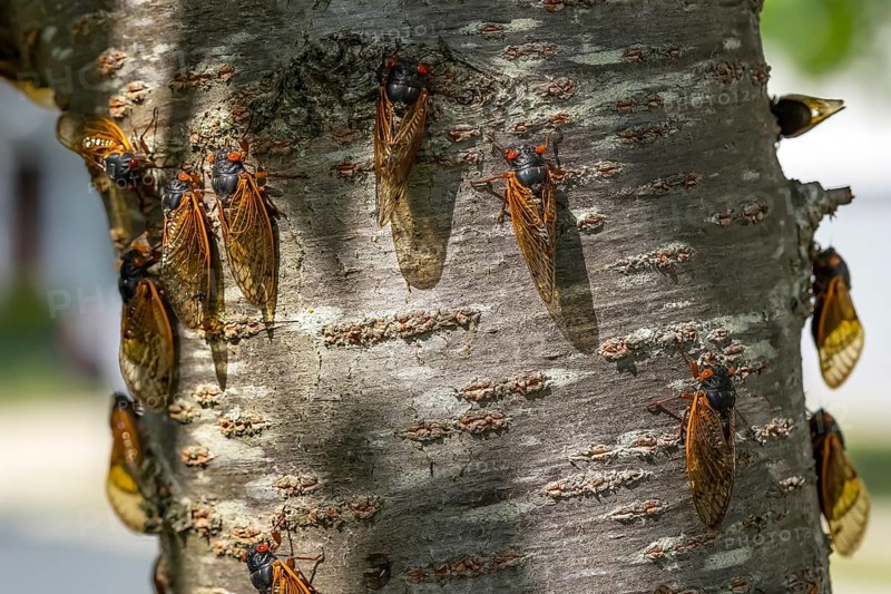 The 17-year cicada, Magicicada cassini, emerges in vast numbers in North America every 17 years, often synchronizing their courtship in massive displays. Described in 1852, named after John Cassin