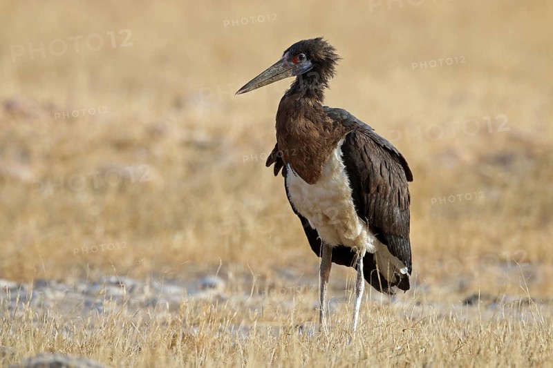 Abdim's stork, Ciconia abdimii, Oman, Asia
