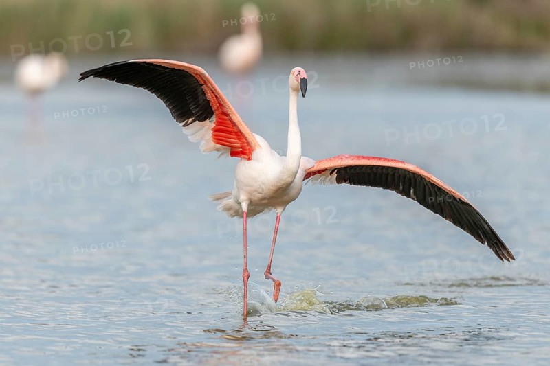 Greater Flamingos (Phoenicopterus roseus) landing in a Camargue pond in spring. Saintes Maries de la Mer, Parc naturel regional de Camargue, Arles, Bouches du Rhone, Provence Alpes Cote d'Azur, France, Europe