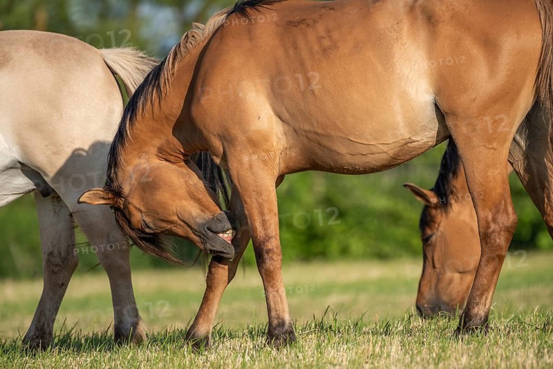 Horses in a pasture in the French countryside in spring