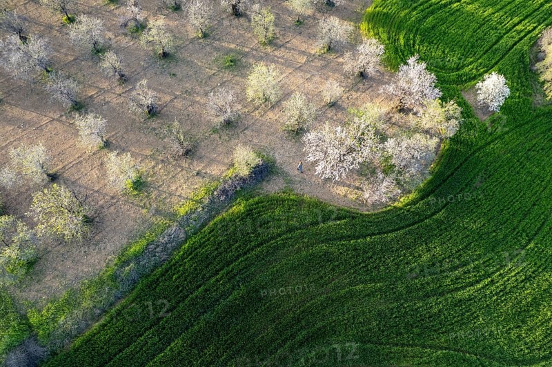 Drone aerial view of green meadow agriculture field and blooming almond tree. Spring season outdoor. Cyprus landscape