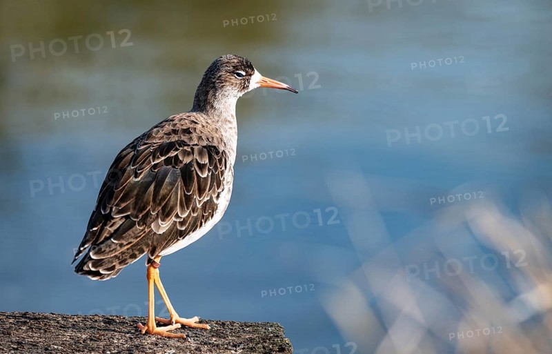 Common Redshank