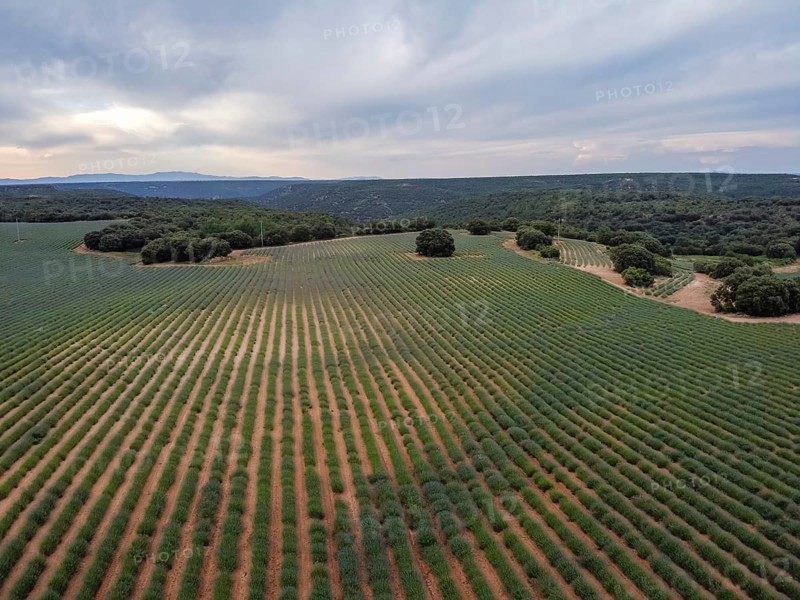 Lavender fields. Summer sunset landscape in Brihuega, Guadalajara