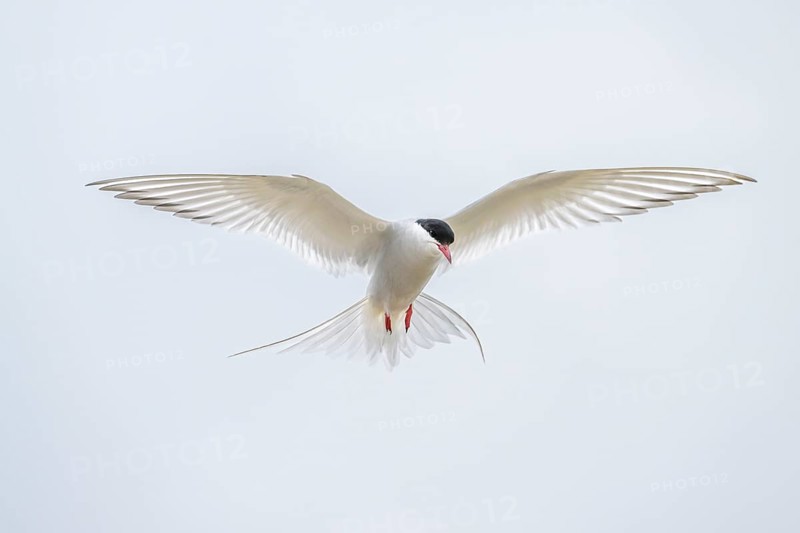 An Arctic Arctic Tern (Sterna paradisaea) with outstretched wings in flight, neutral sky in the background, Eidersperrwerk, Tönning, Schleswig-Holstein, Germany, Europe