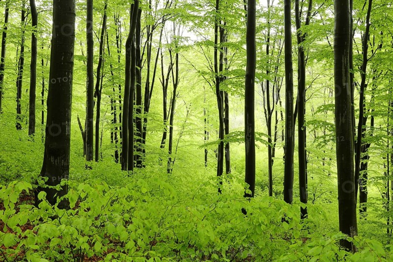 Beech trees in spring forest on a mountain slope in rainy weather, Poland, Europe