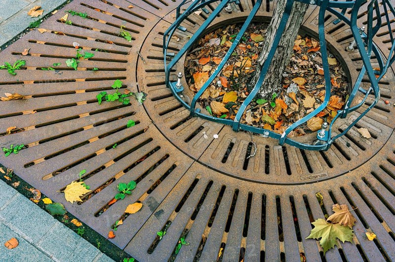 Iron tree guard with autumn leaves, Kempten, Allgäu, Swabia, Bavaria, Germany, Europe
