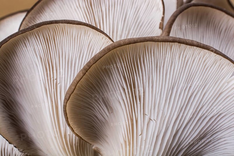 Oyster mushroom (Pleurotus ostreatus) or as easily cultivated mushroom