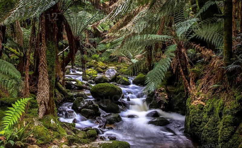 A stream in the Tasmanian jungle with fern trees